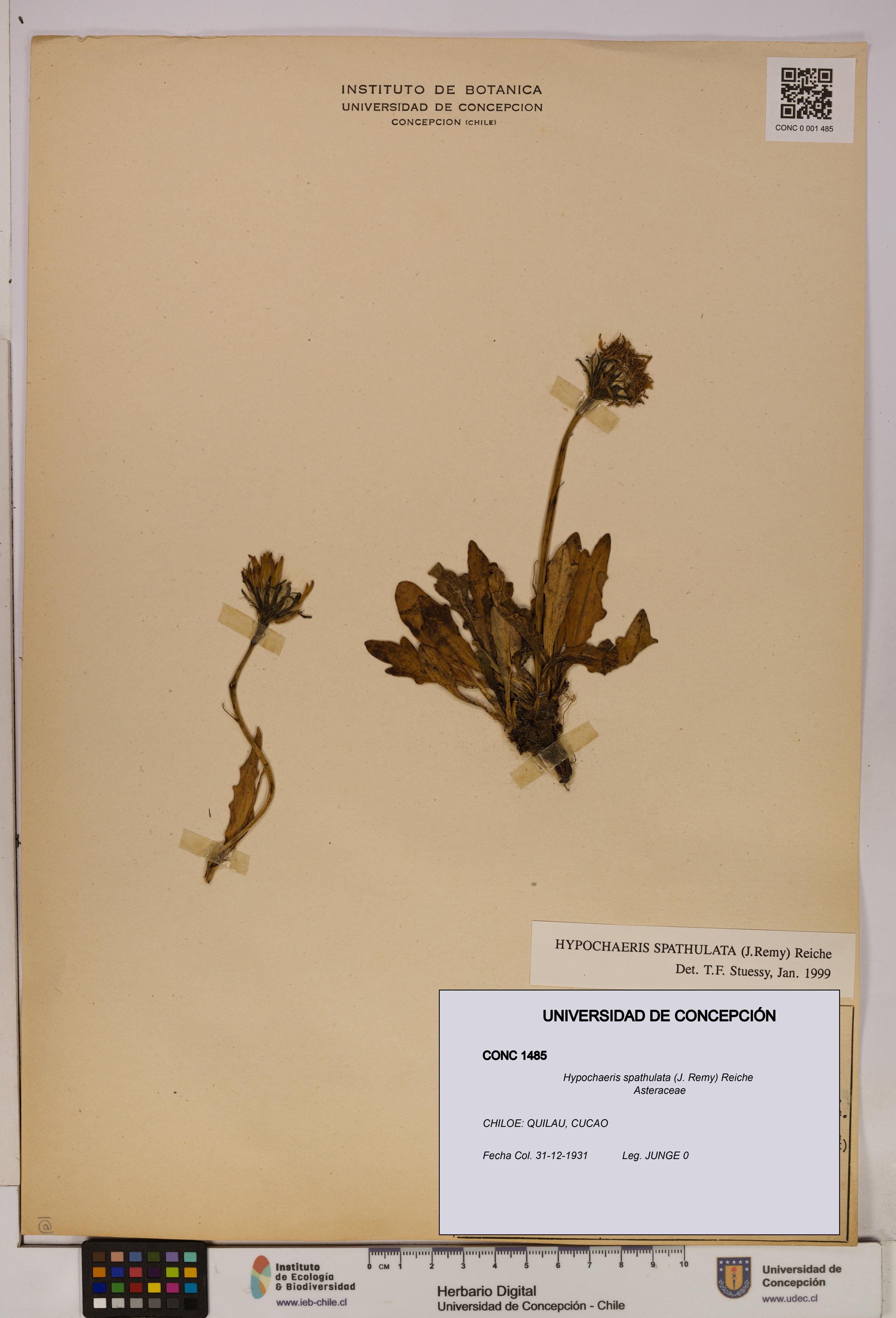 Hypochaeris spathulata [Espécimen: UDEC:CONC:0001485]