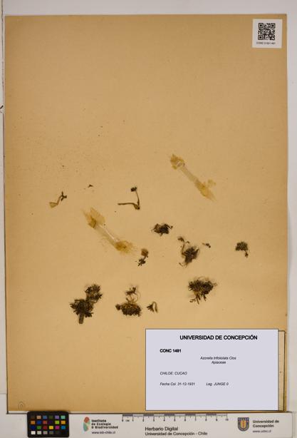 Azorella trifoliolata [Espécimen: ]