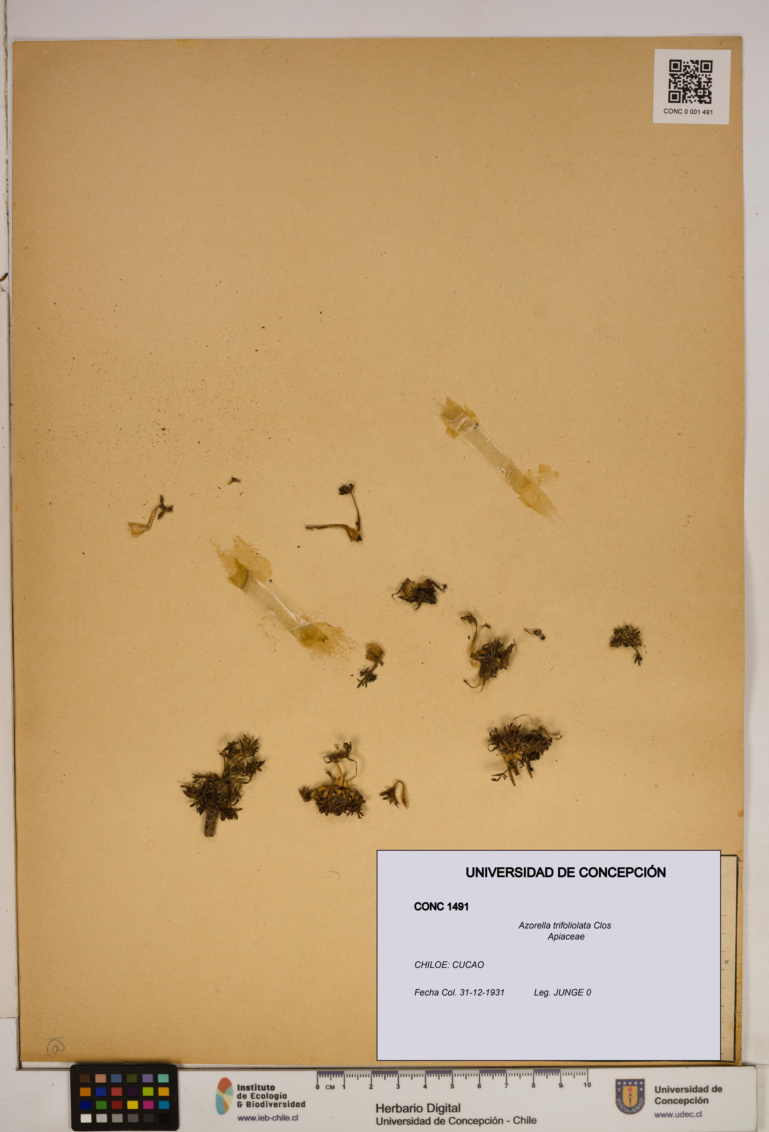 Azorella trifoliolata [Espécimen: ]