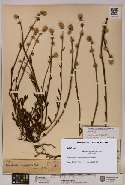 Baccharis sagittalis [Espécimen: UDEC:CONC:0001497]
