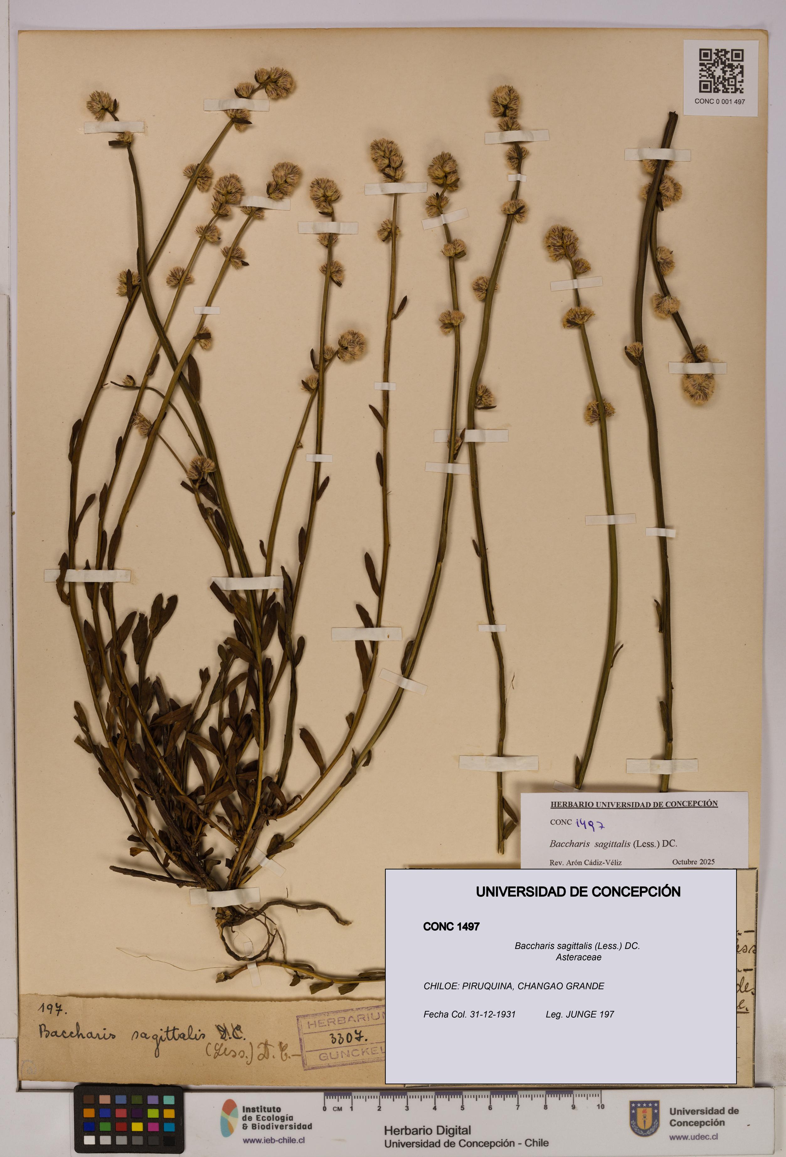 Baccharis sagittalis [Espécimen: UDEC:CONC:0001497]