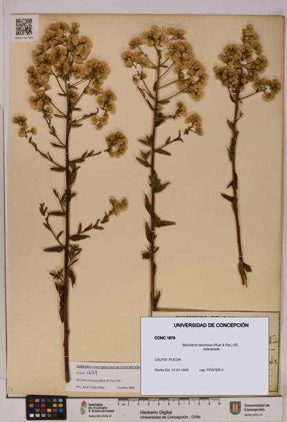 Baccharis racemosa [Espécimen: UDEC:CONC:0001679]