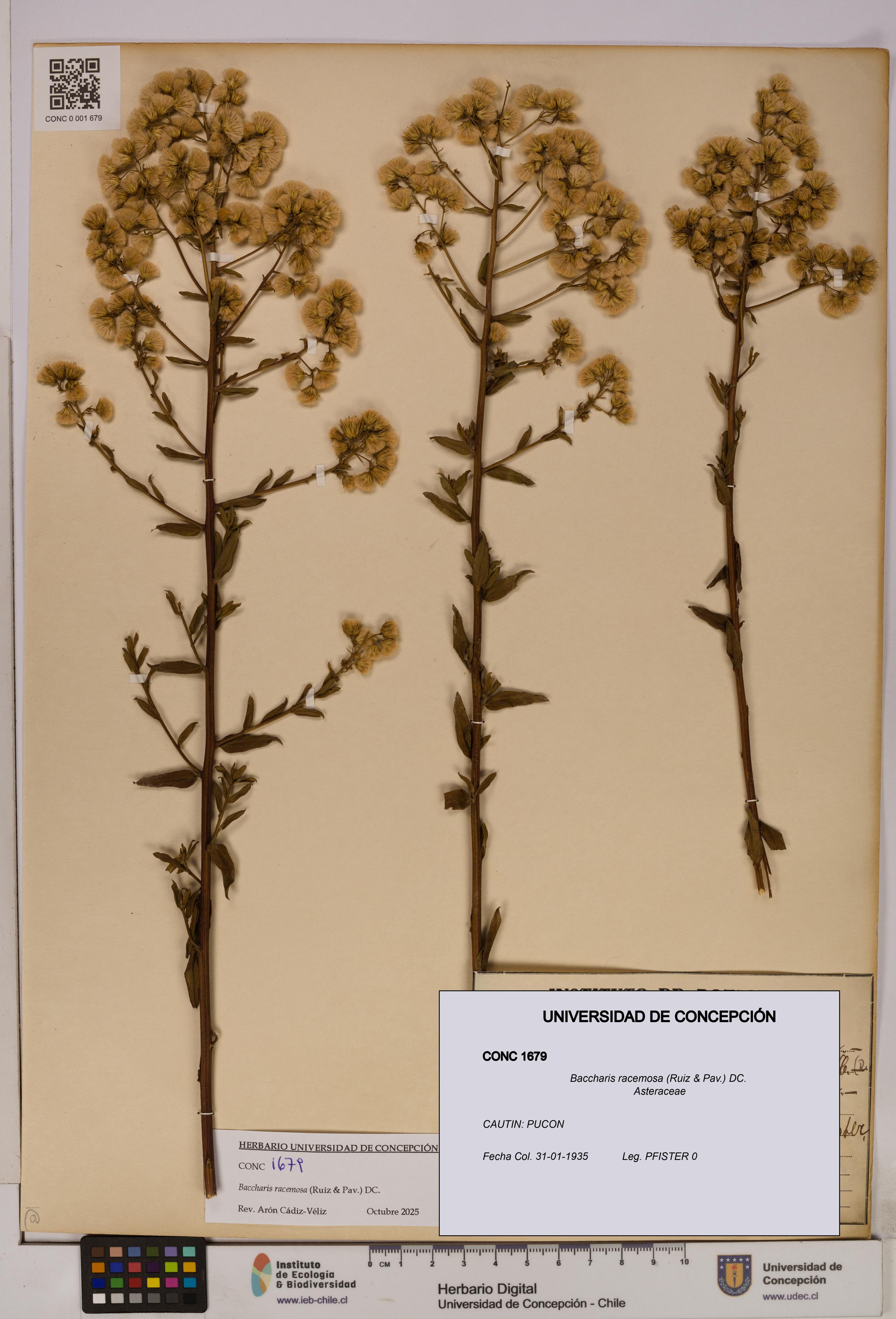 Baccharis racemosa [Espécimen: UDEC:CONC:0001679]