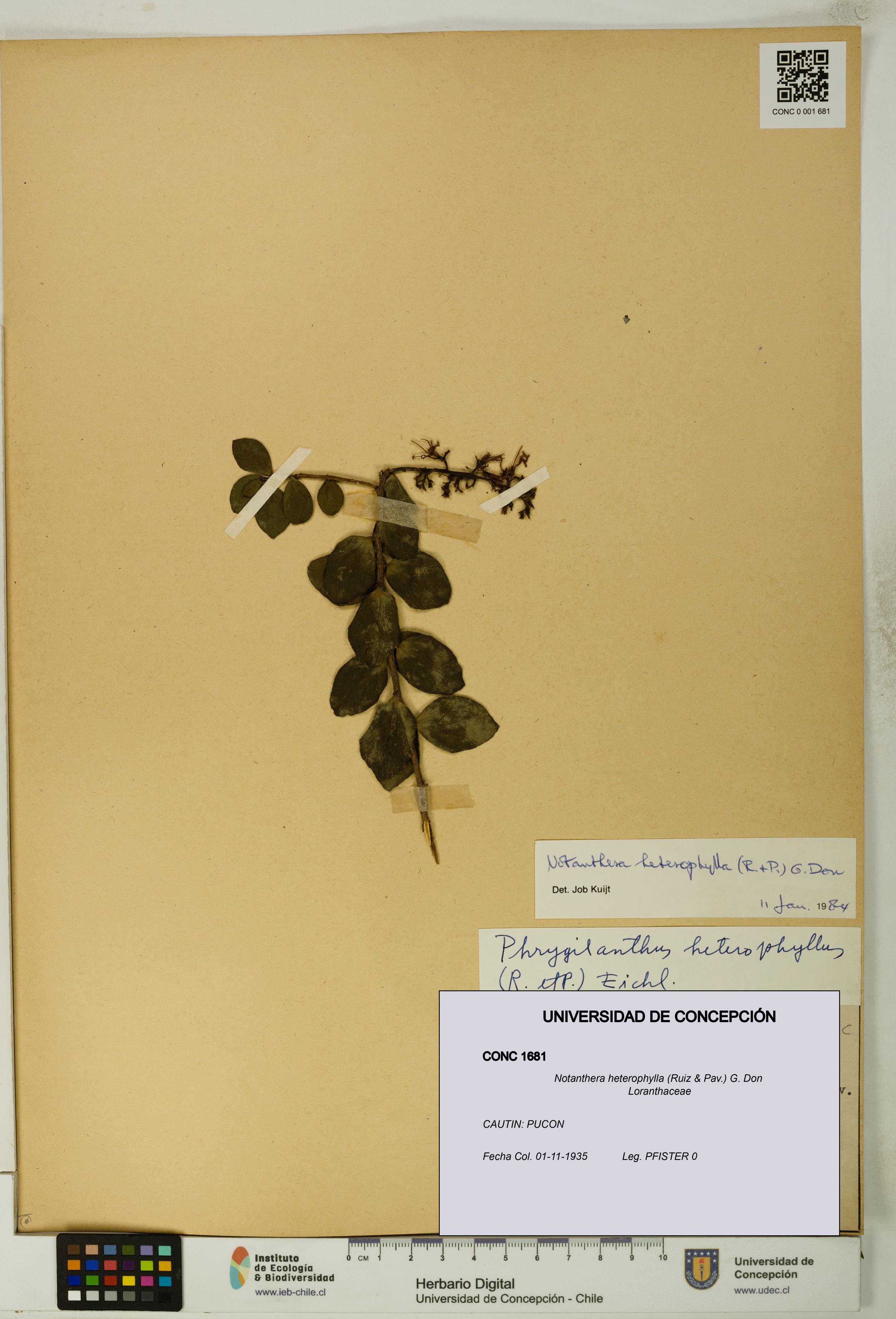 Notanthera heterophylla [Espécimen: UDEC:CONC:0001681]