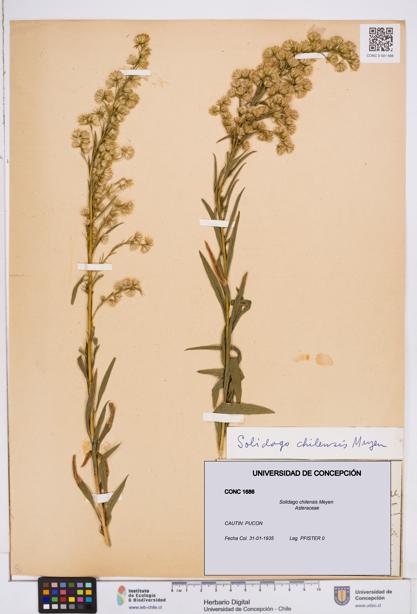 Solidago chilensis [Espécimen: ]