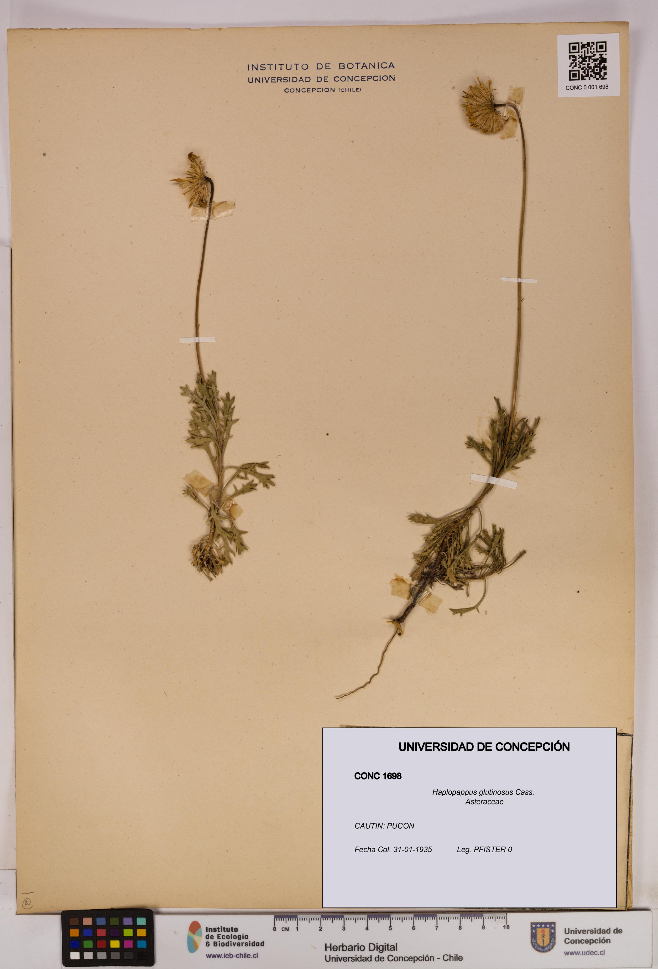 Haplopappus glutinosus [Espécimen: UDEC:CONC:0001698]