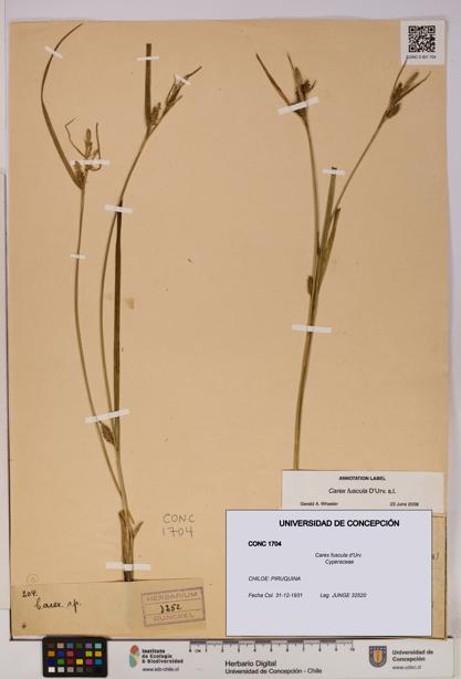 Carex fuscula [Espécimen: UDEC:CONC:0001704]
