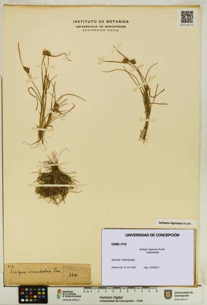 Isolepis nigricans [Espécimen: UDEC:CONC:0001712]