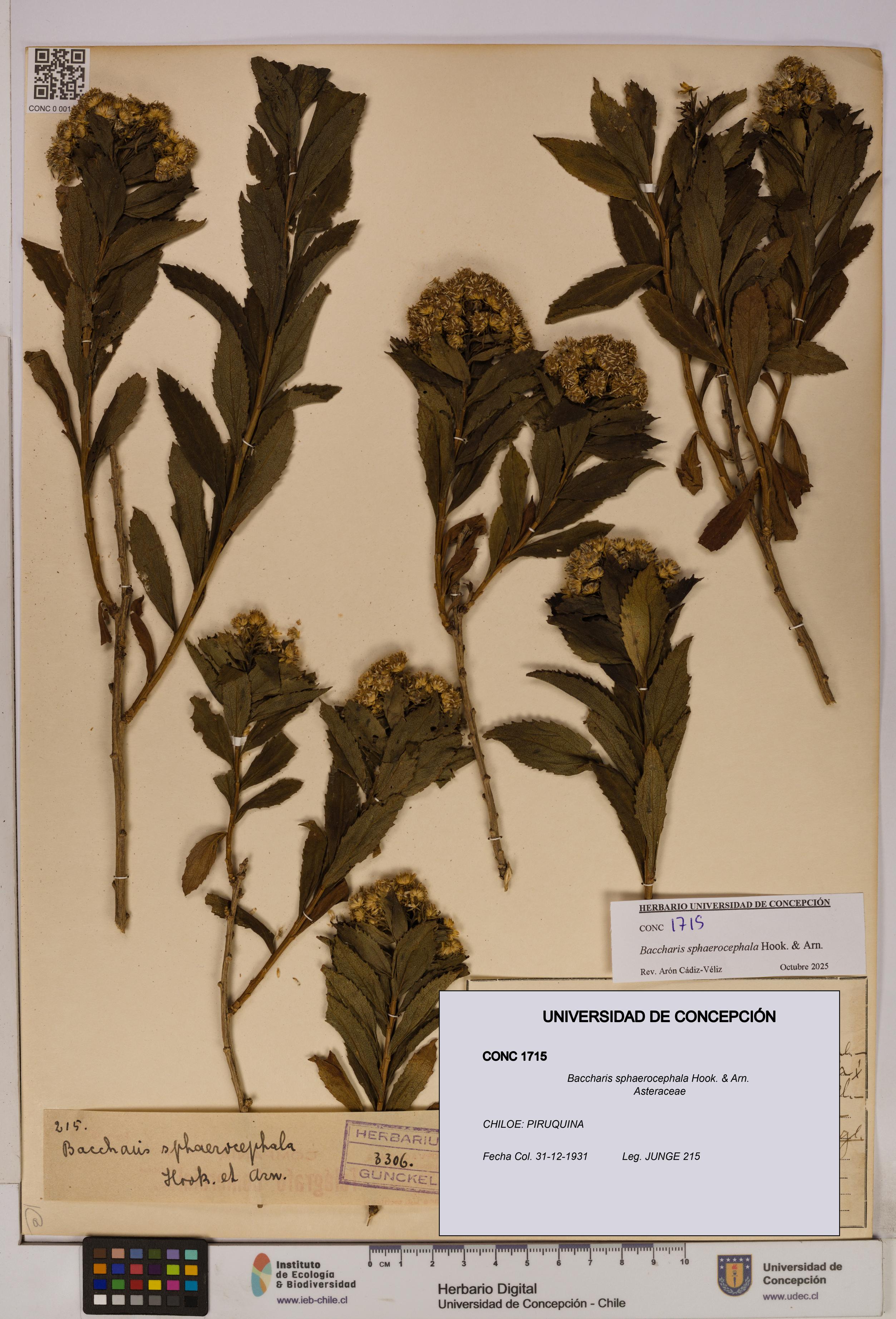 Baccharis sphaerocephala [Espécimen: UDEC:CONC:0001715]