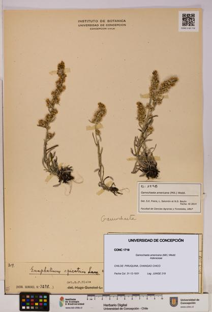 Gamochaeta americana [Espécimen: UDEC:CONC:0001719]