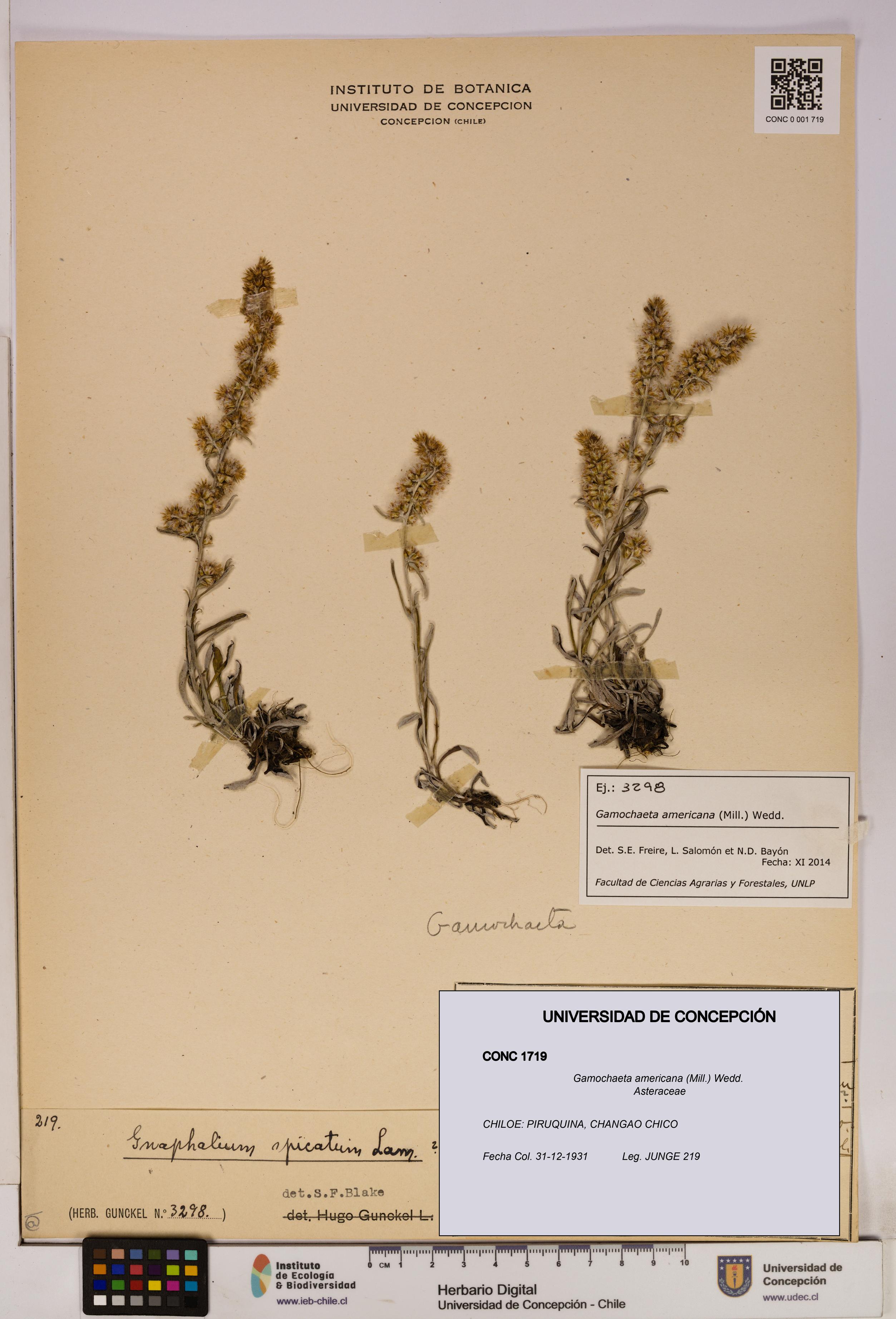 Gamochaeta americana [Espécimen: UDEC:CONC:0001719]