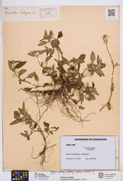 Prunella vulgaris [Espécimen: ]