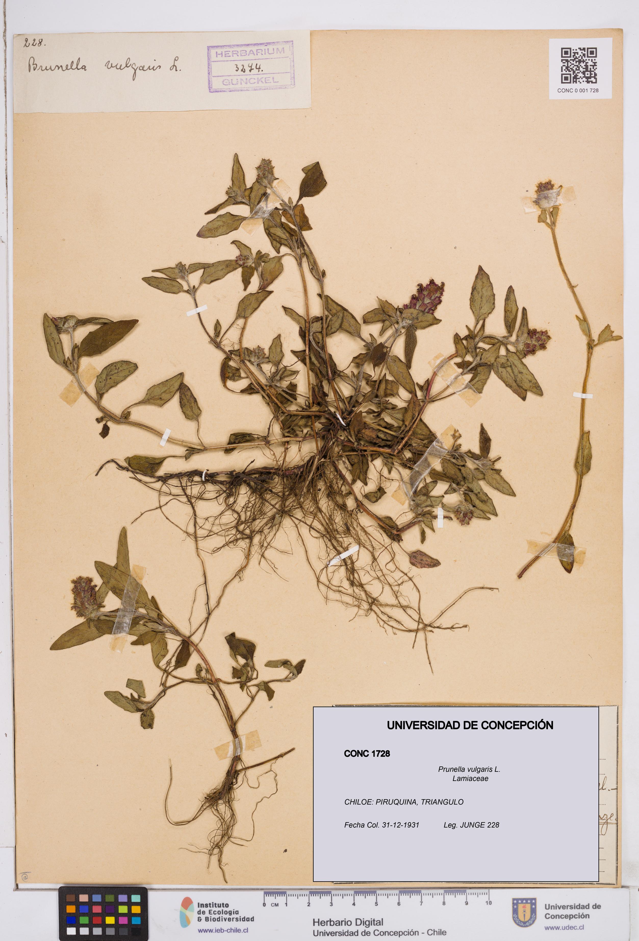 Prunella vulgaris [Espécimen: ]