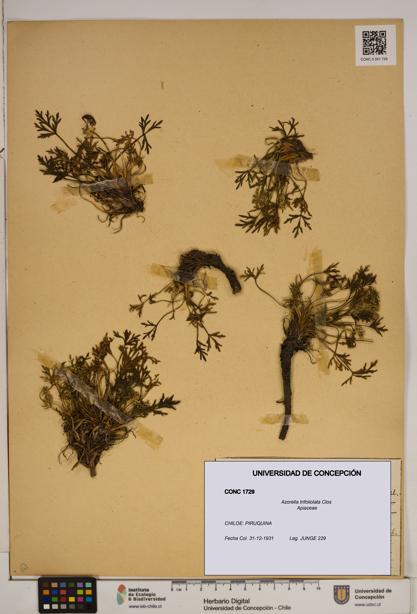 Azorella trifoliolata [Espécimen: ]