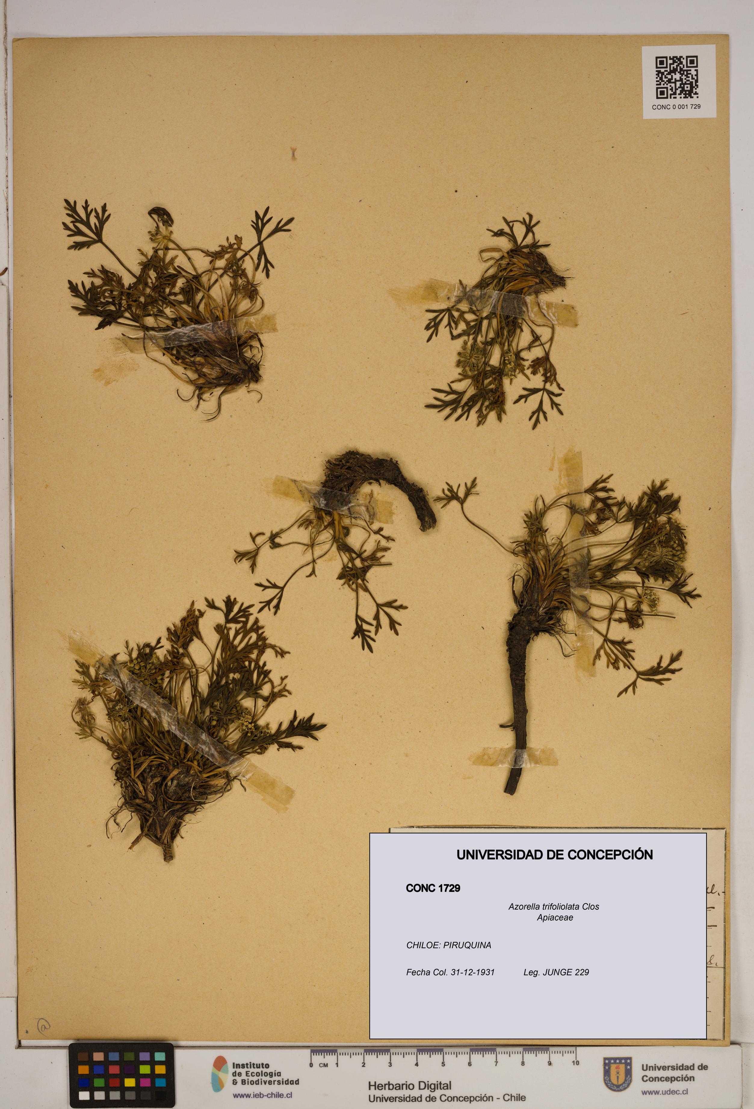 Azorella trifoliolata [Espécimen: ]