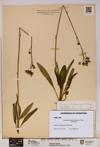 Hieracium glaucifolium [Espécimen: UDEC:CONC:0001732]