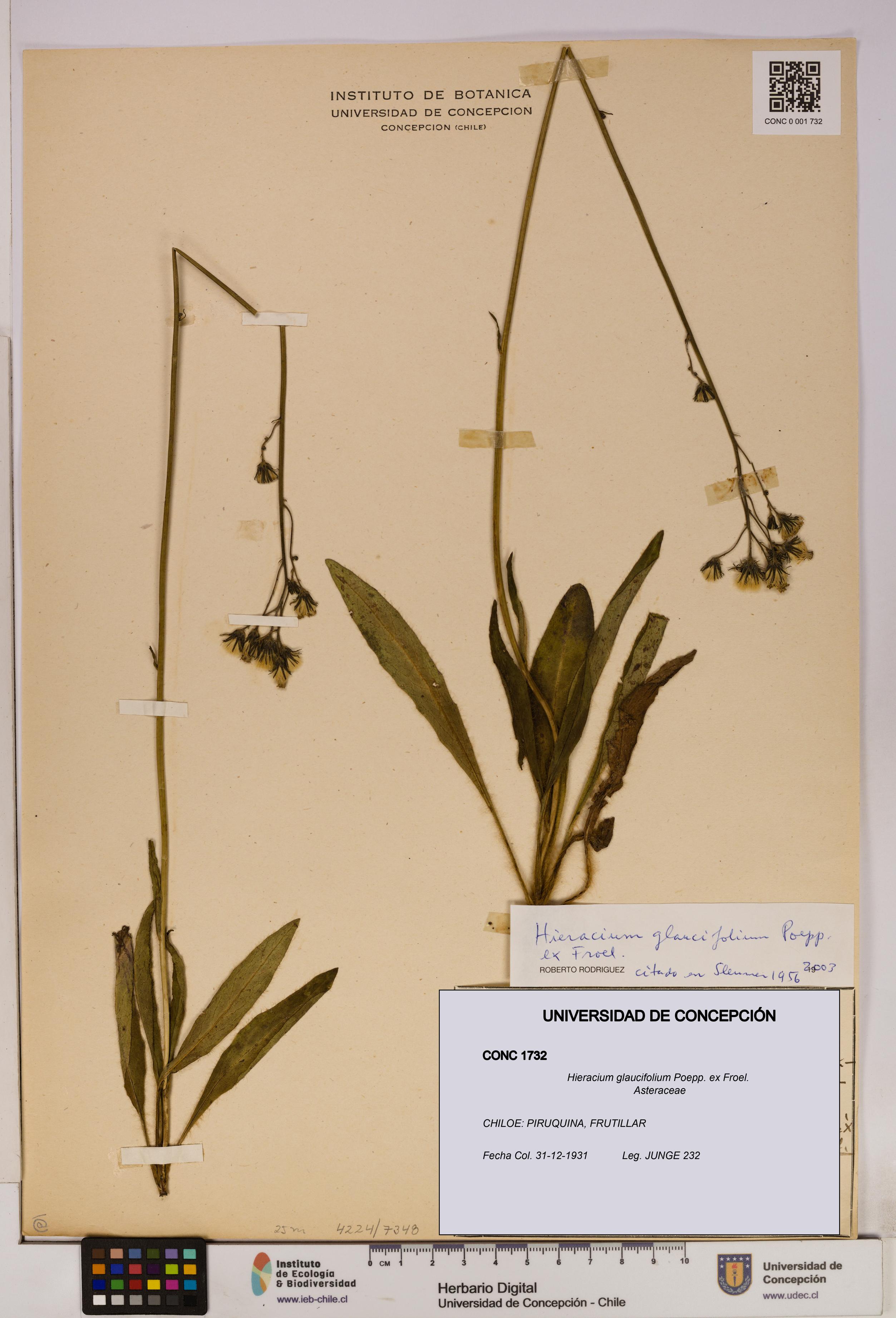 Hieracium glaucifolium [Espécimen: UDEC:CONC:0001732]