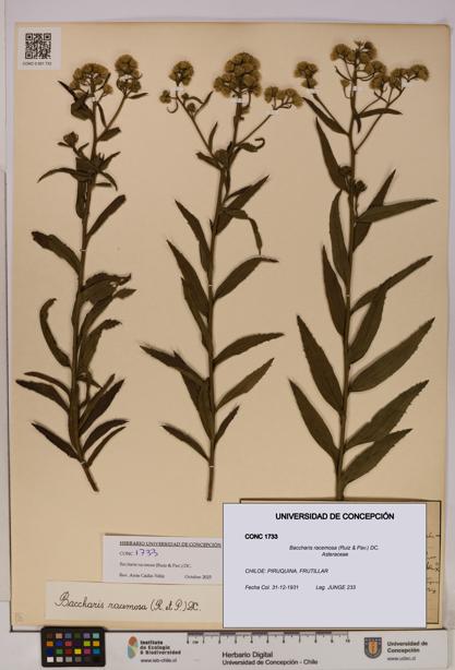 Baccharis racemosa [Espécimen: UDEC:CONC:0001733]