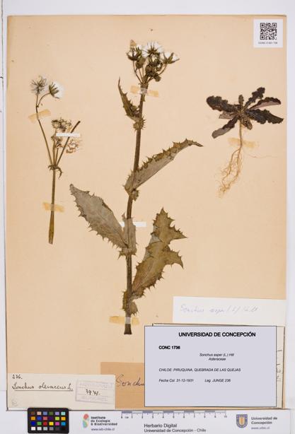 Sonchus asper [Espécimen: ]