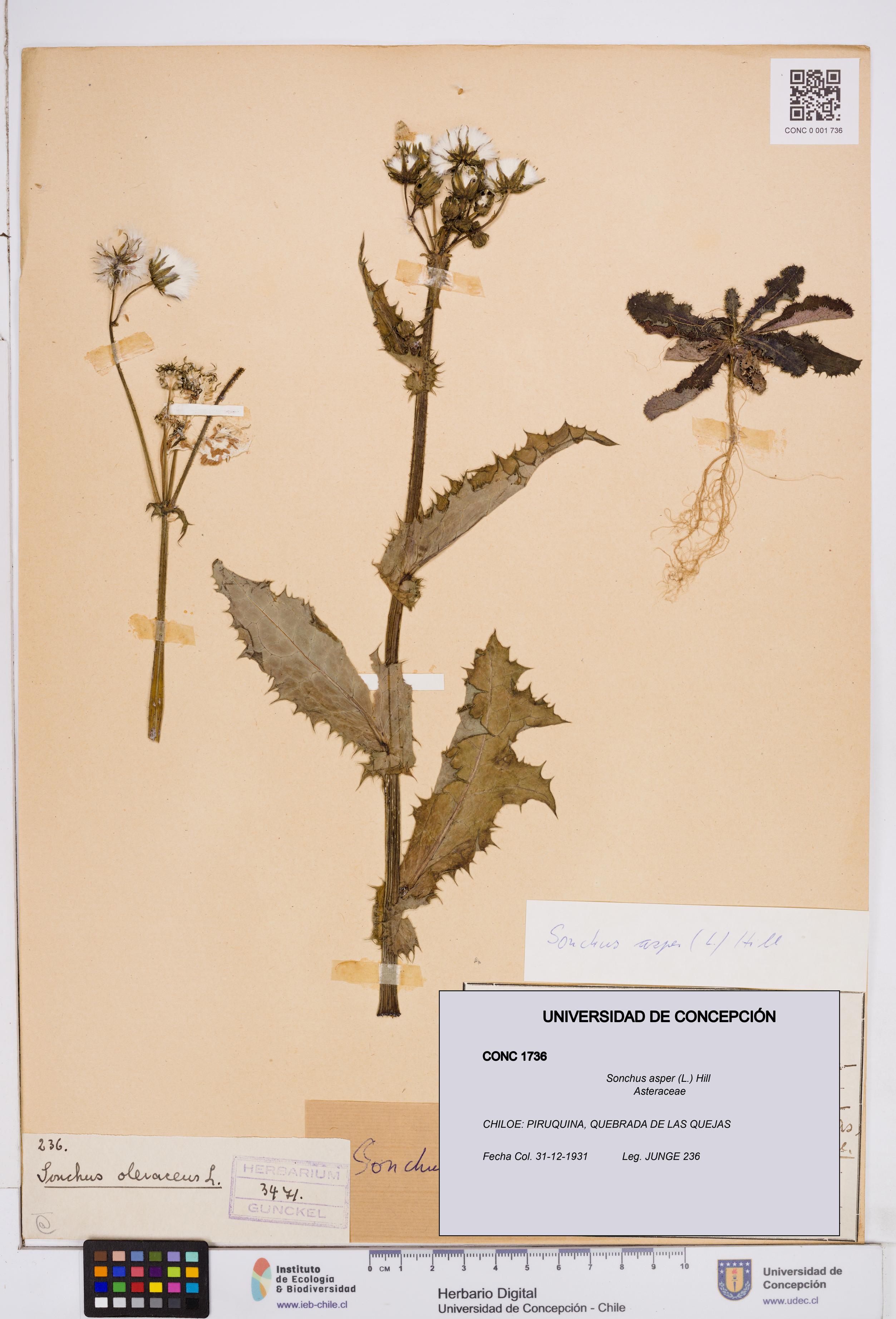 Sonchus asper [Espécimen: ]