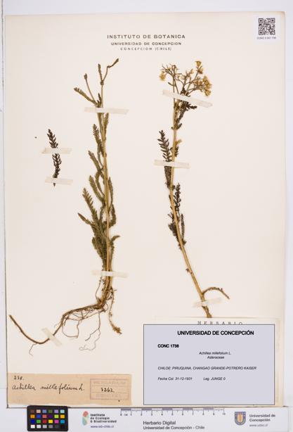 Achillea millefolium [Espécimen: ]