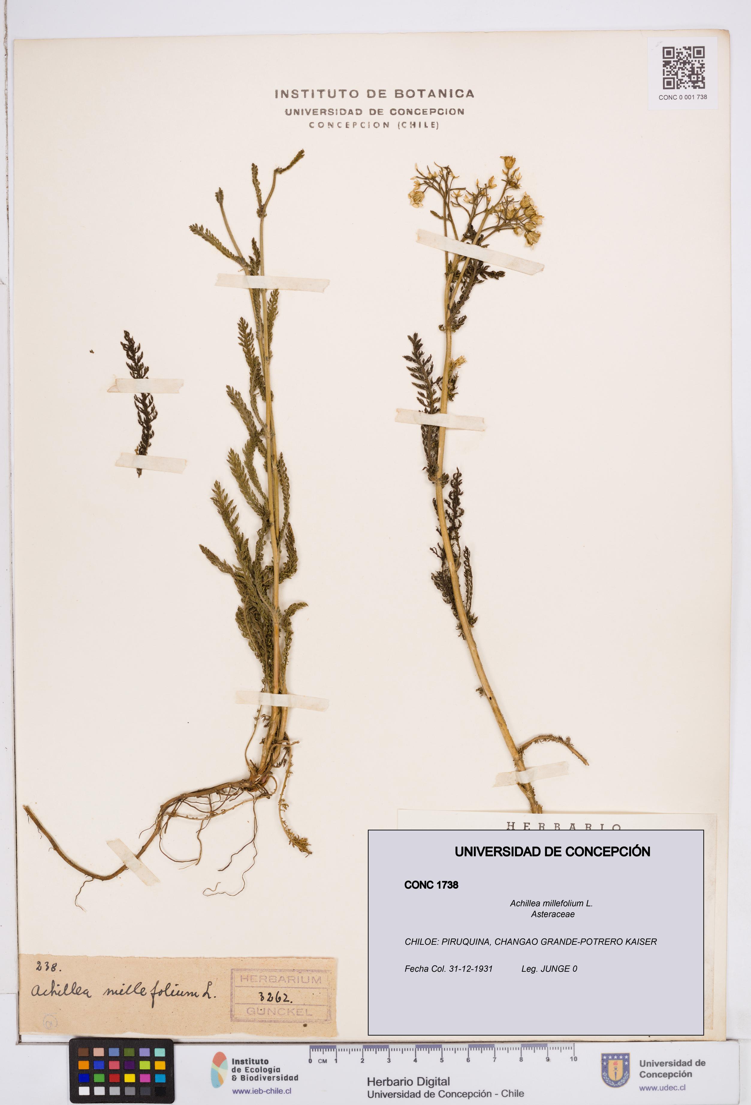 Achillea millefolium [Espécimen: ]