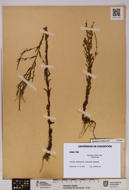 Epilobium ciliatum [Espécimen: UDEC:CONC:0001756]