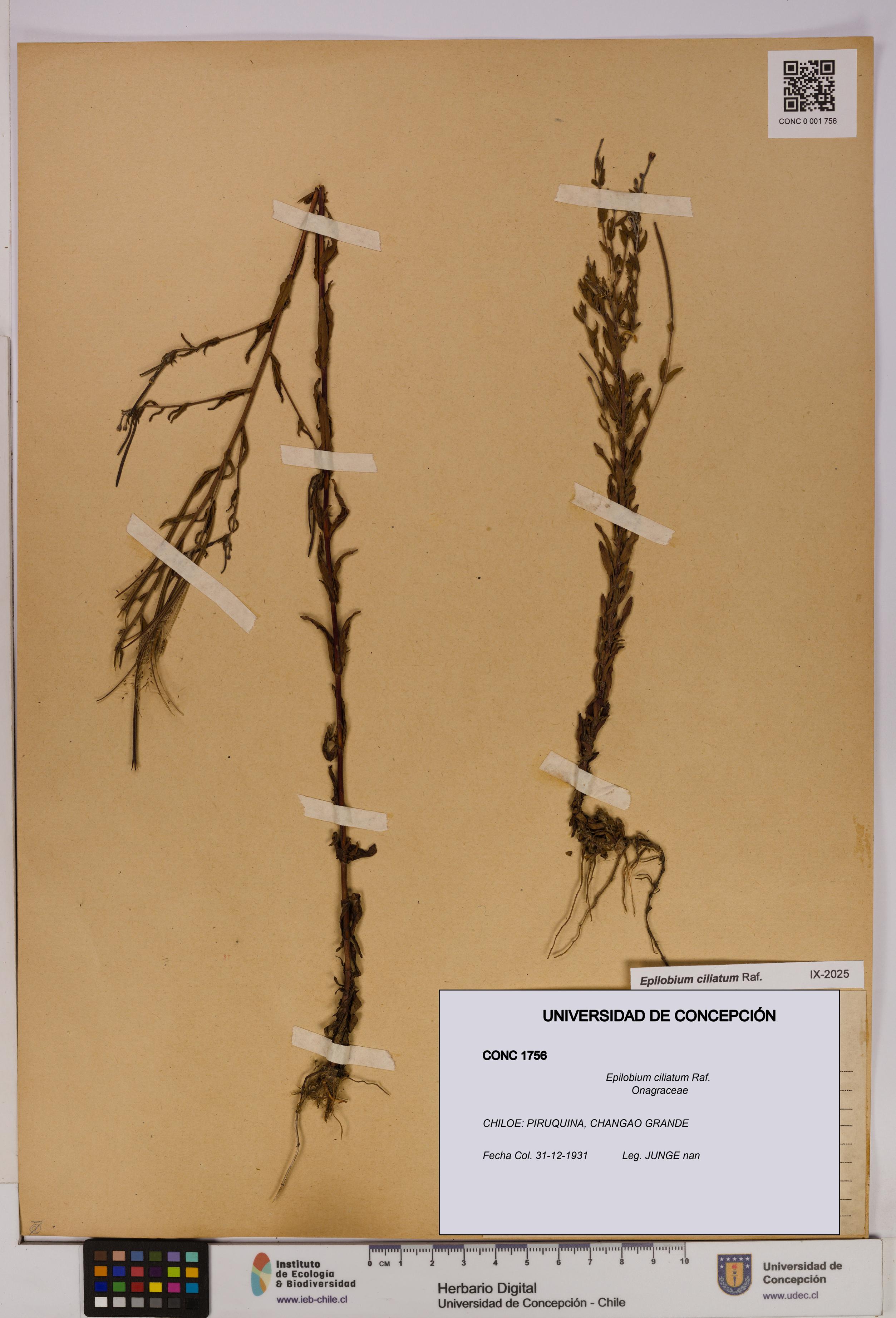 Epilobium ciliatum [Espécimen: UDEC:CONC:0001756]