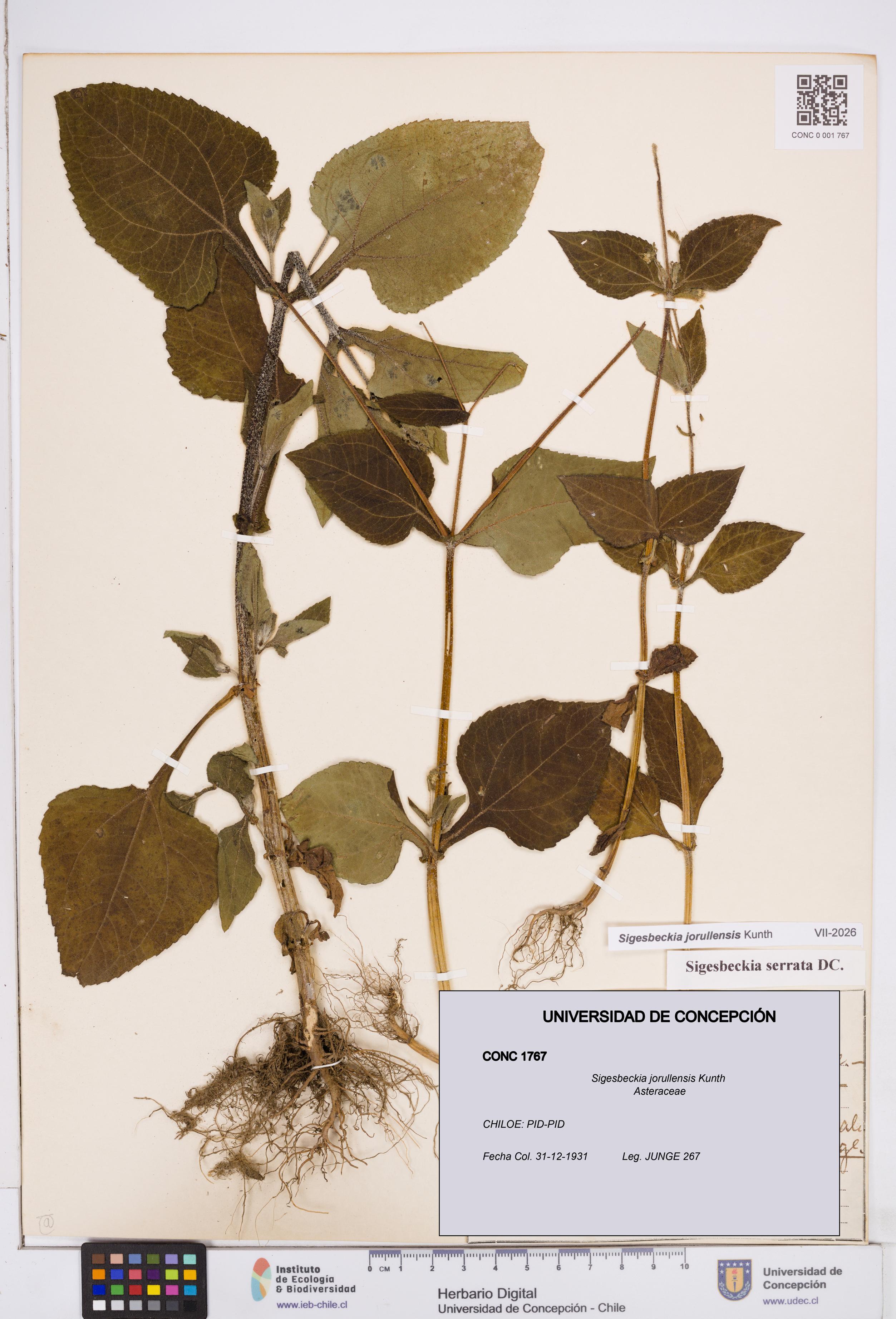 Sigesbeckia jorullensis [Espécimen: ]