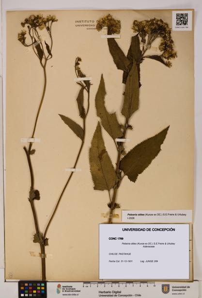 Pelseria otites [Espécimen: ]