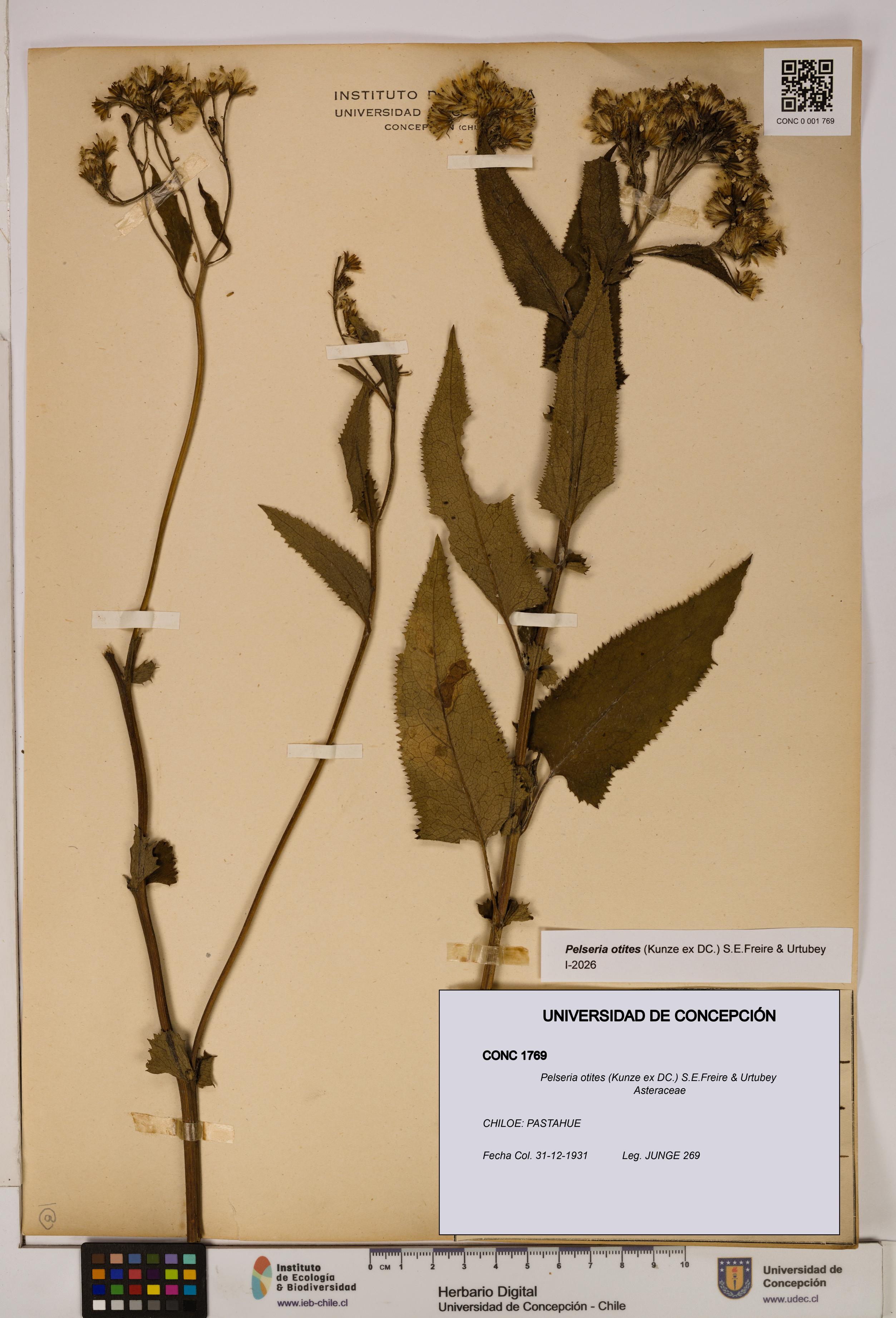 Pelseria otites [Espécimen: ]