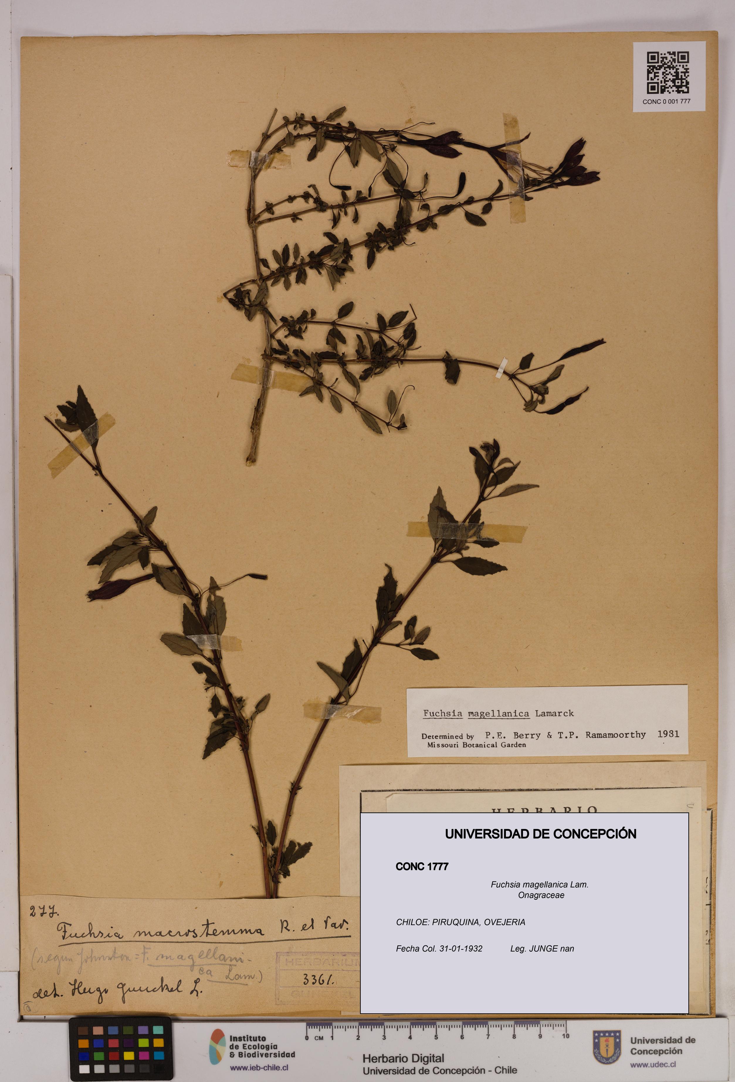 Fuchsia magellanica [Espécimen: UDEC:CONC:0001777]