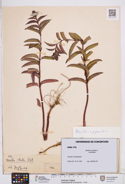 Mentha x piperita [Espécimen: ]