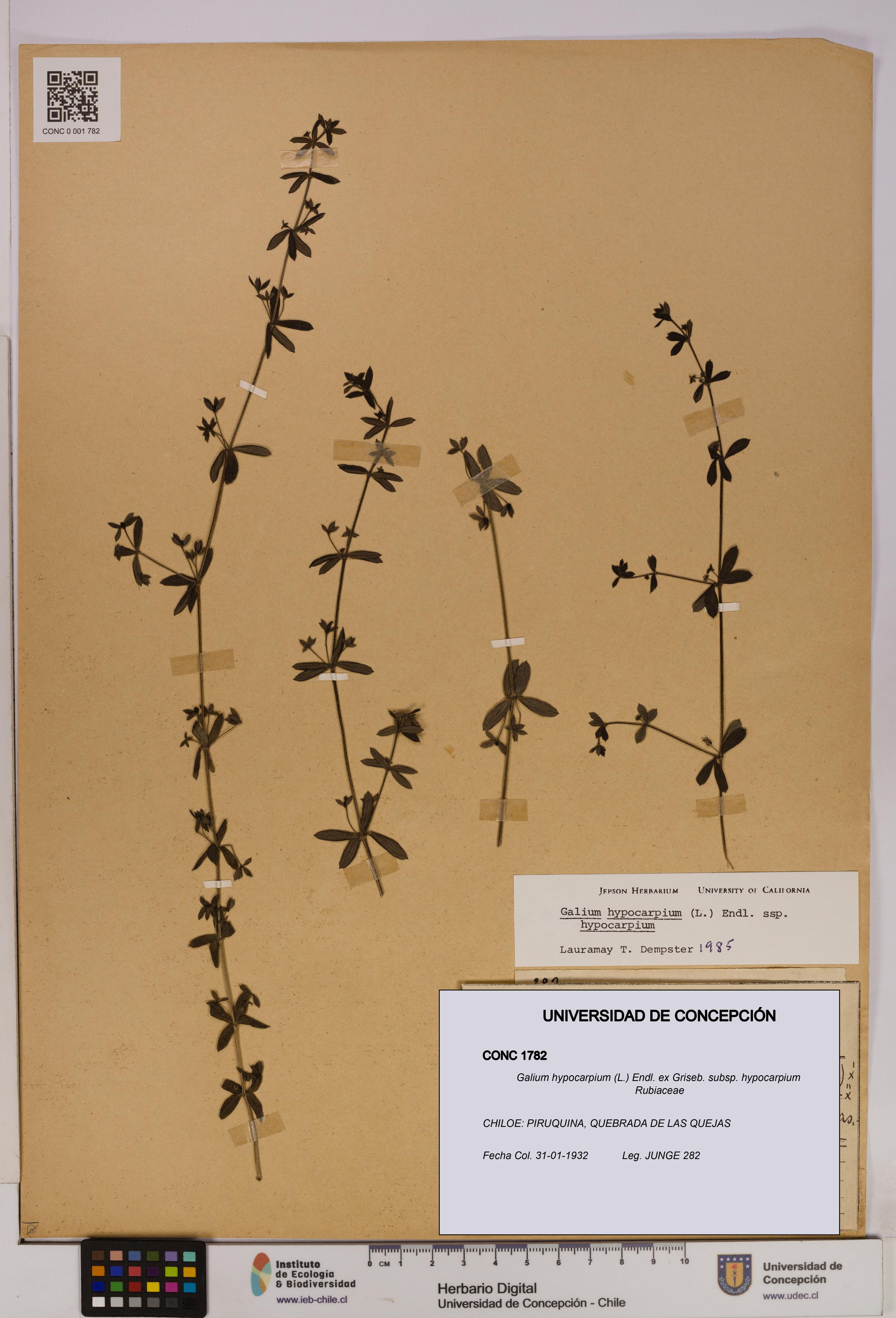 Galium hypocarpium subsp. hypocarpium [Espécimen: UDEC:CONC:0001782]