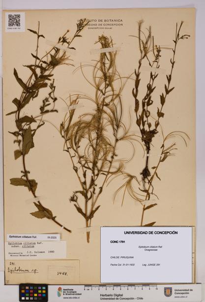Epilobium ciliatum [Espécimen: UDEC:CONC:0001791]