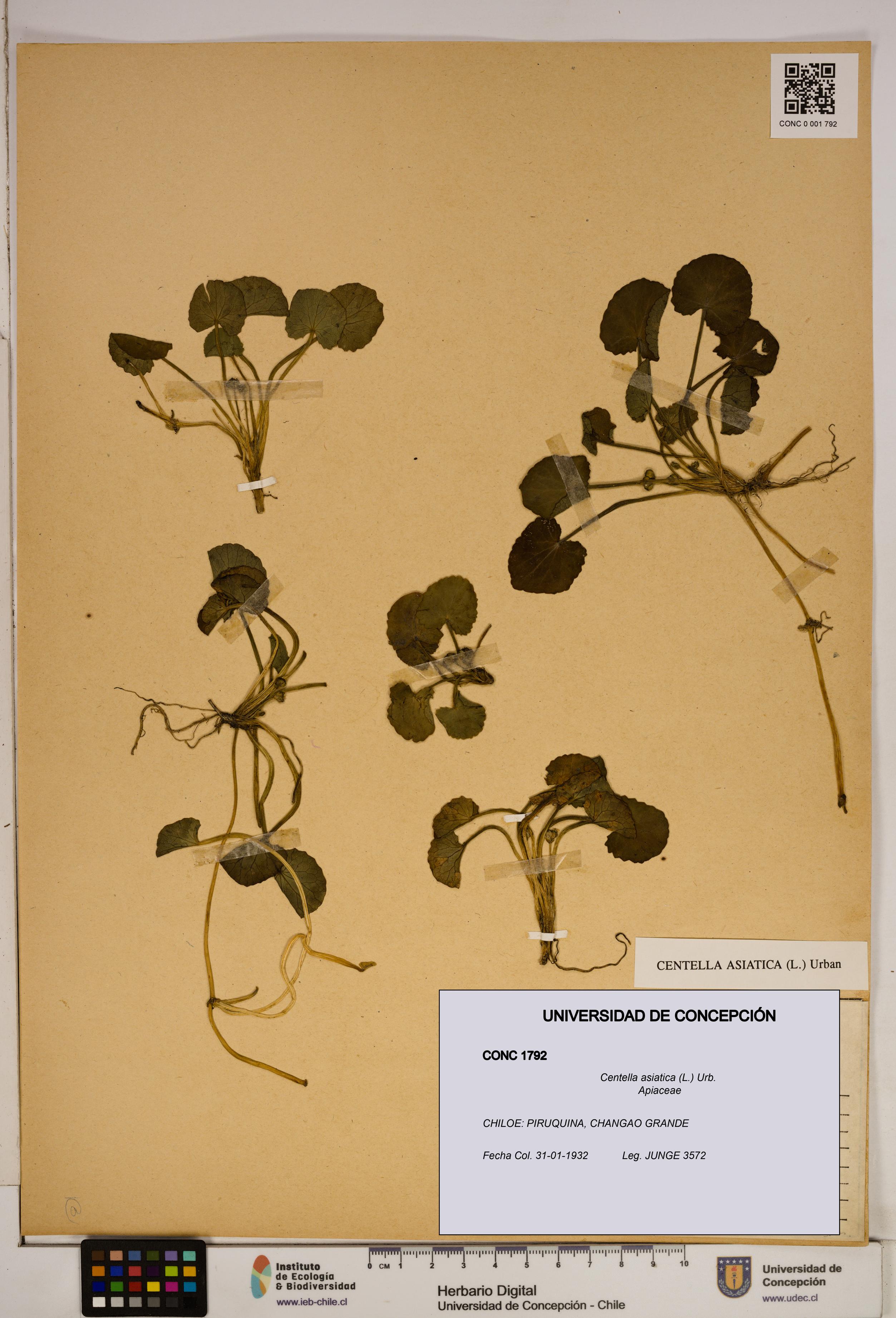 Centella asiatica [Espécimen: ]