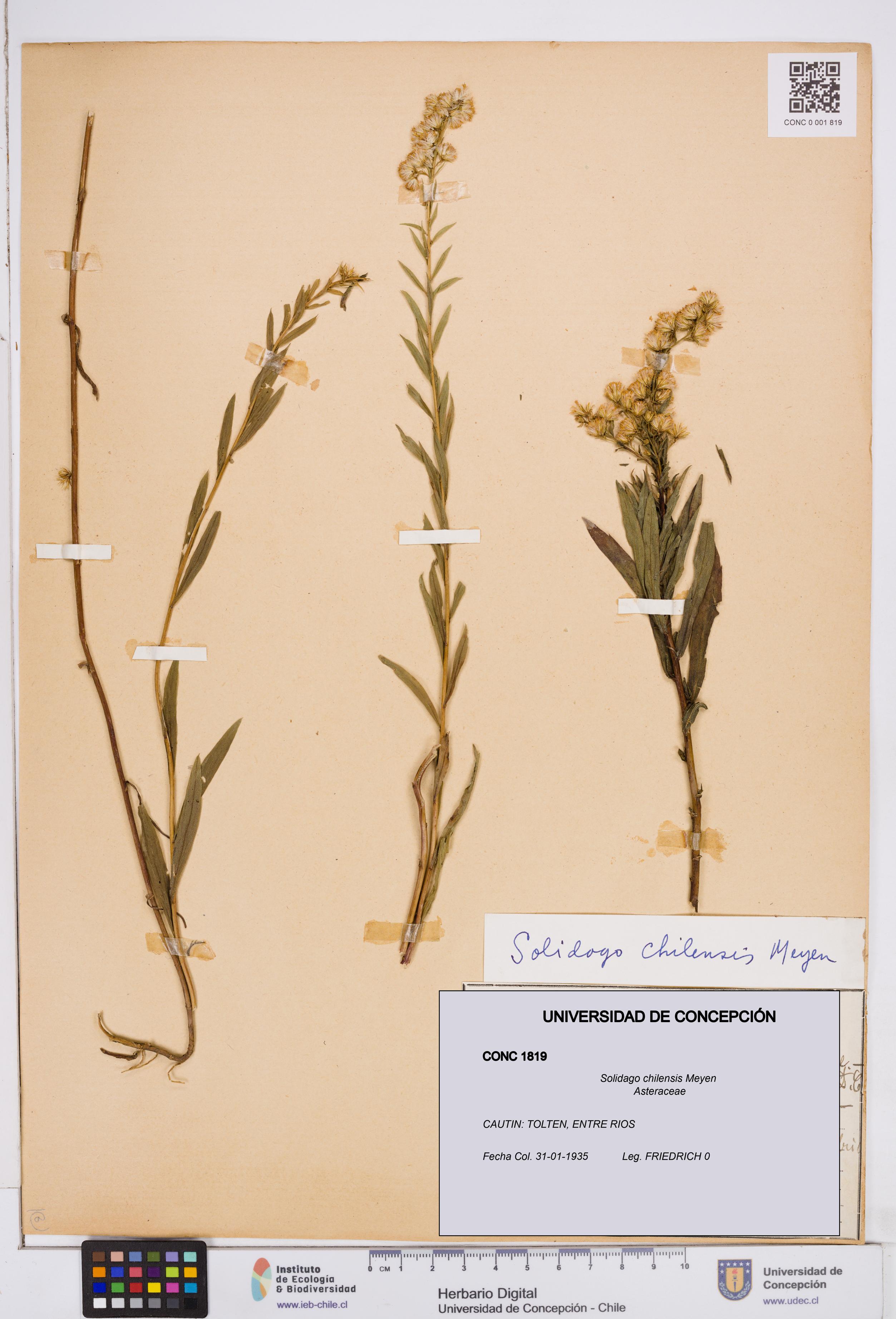 Solidago chilensis [Espécimen: ]