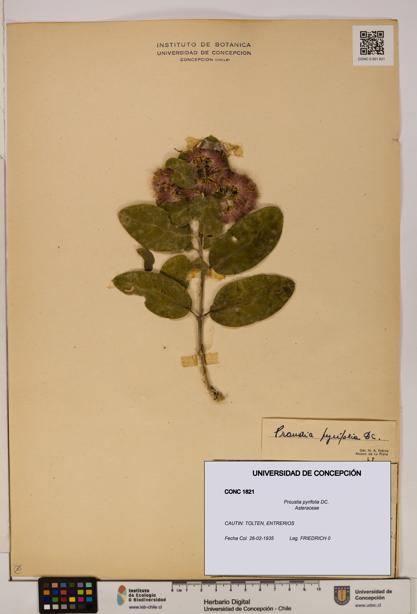 Proustia pyrifolia [Espécimen: UDEC:CONC:0001821]