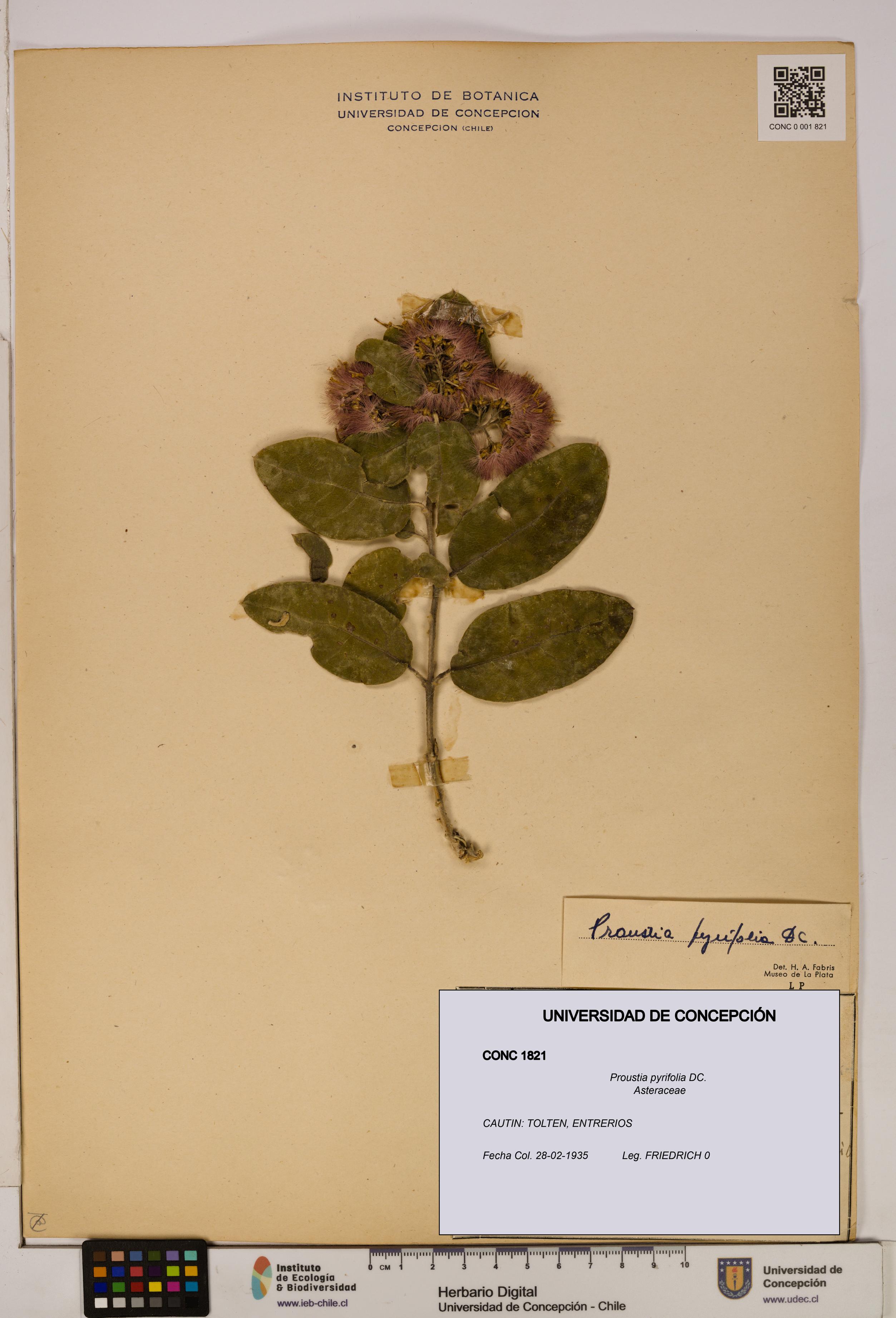 Proustia pyrifolia [Espécimen: UDEC:CONC:0001821]