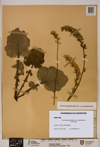 Francoa appendiculata [Espécimen: ]