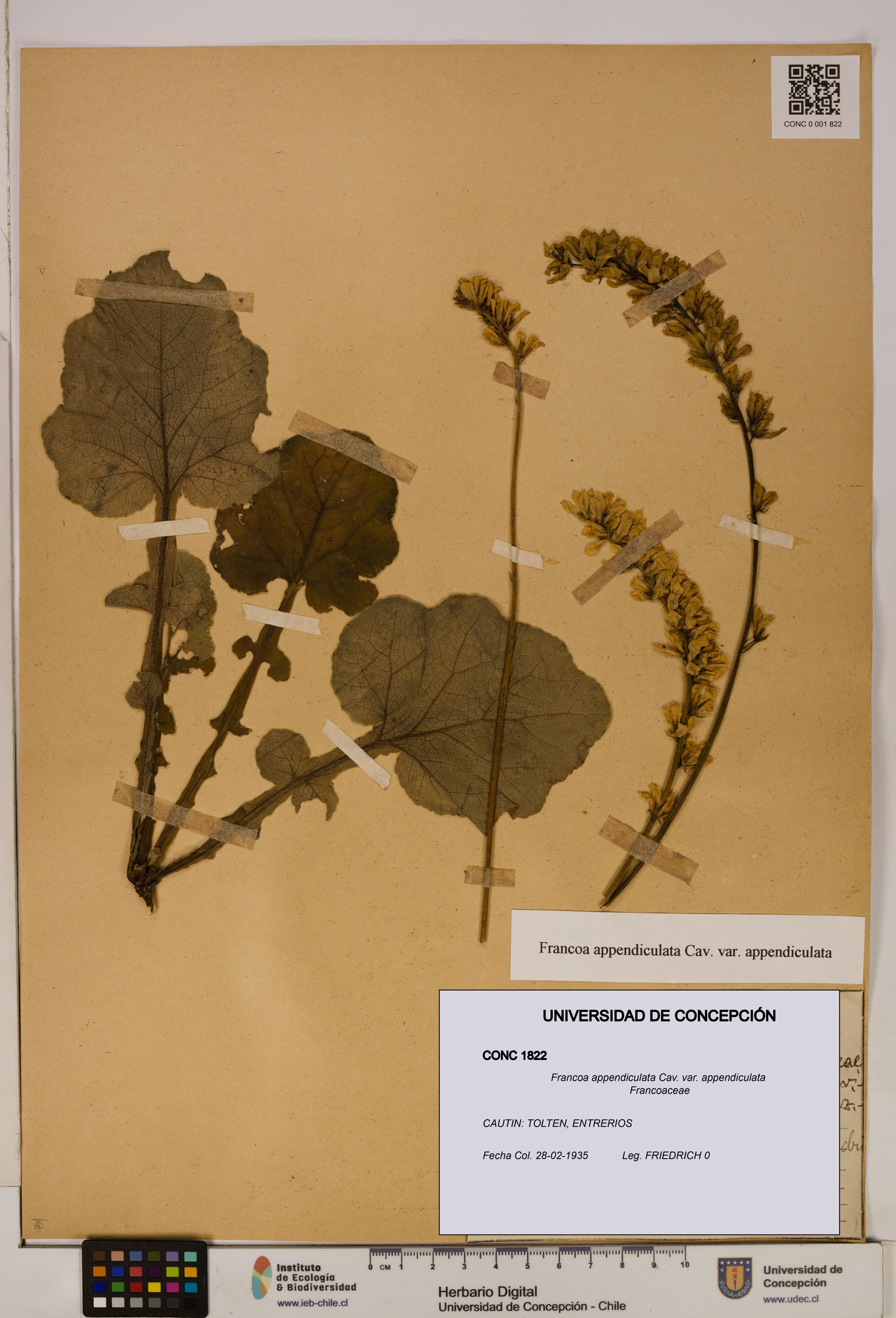 Francoa appendiculata [Espécimen: ]