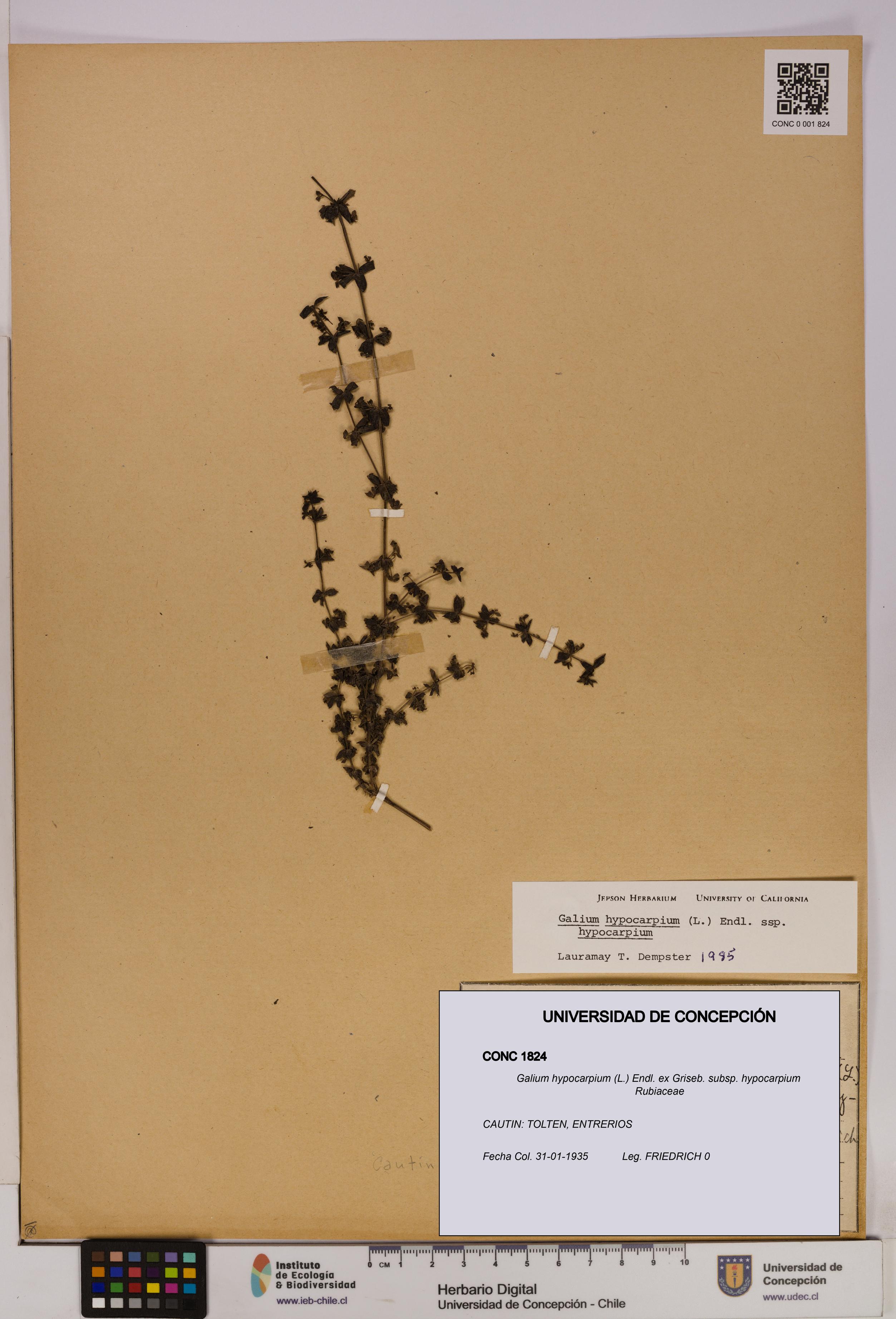 Galium hypocarpium subsp. hypocarpium [Espécimen: UDEC:CONC:0001824]