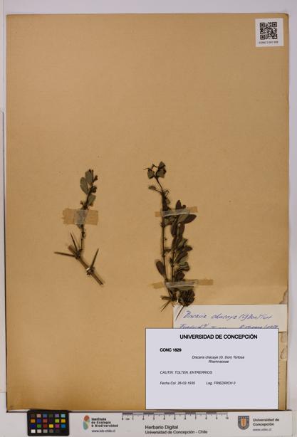 Discaria chacaye [Espécimen: UDEC:CONC:0001829]