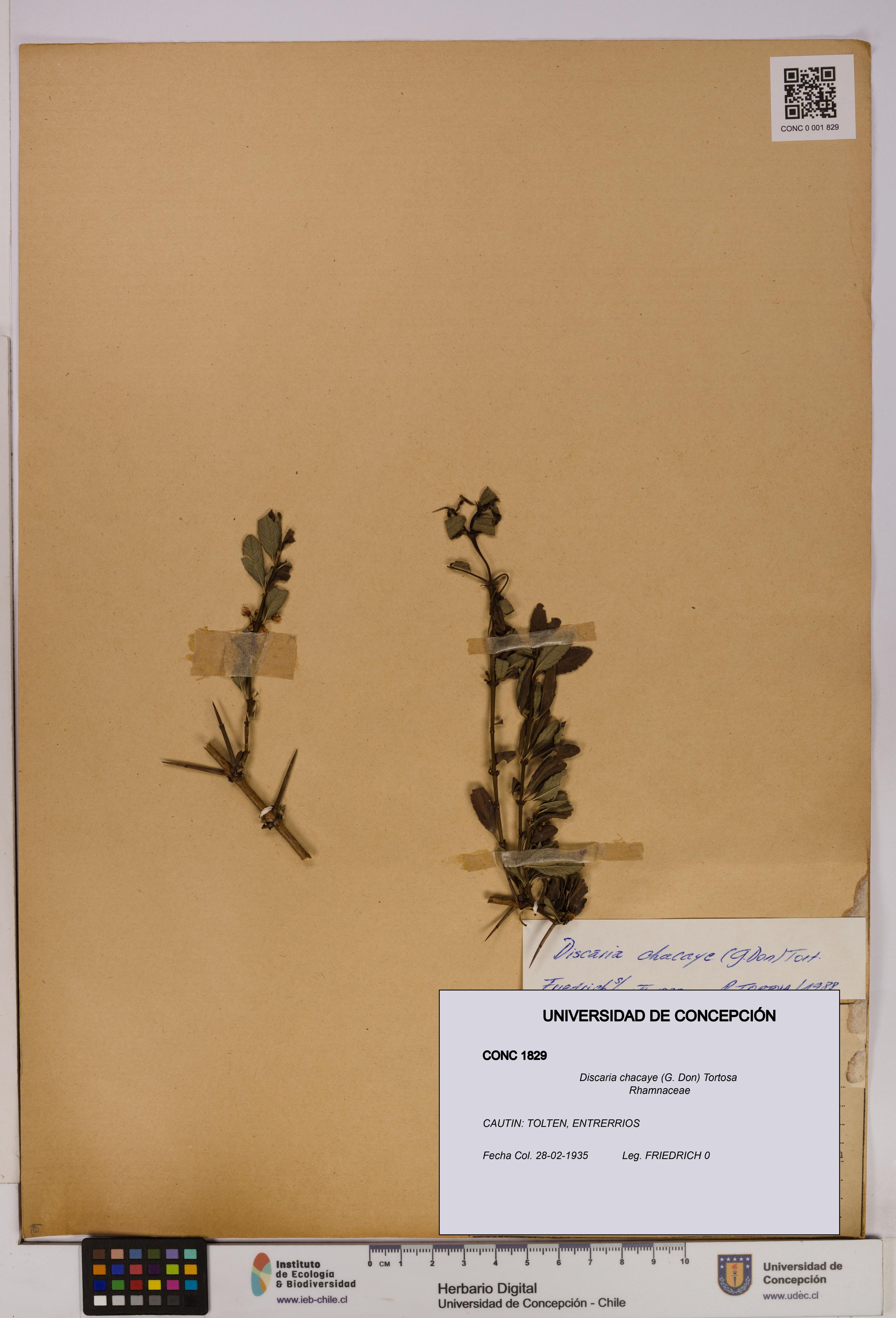Discaria chacaye [Espécimen: UDEC:CONC:0001829]
