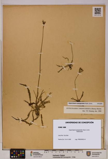 Hypochaeris apargioides [Espécimen: UDEC:CONC:0001835]