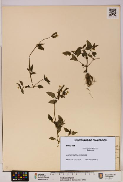 Galinsoga parviflora [Espécimen: UDEC:CONC:0001838]