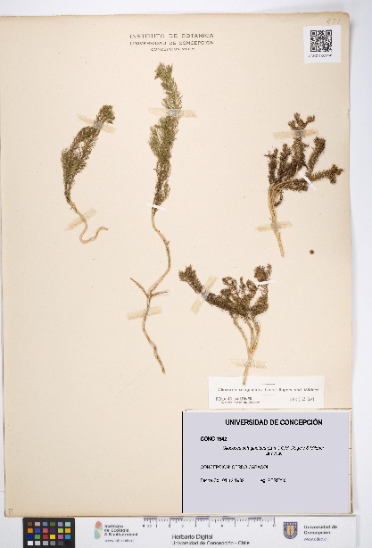 Cliococca selaginoides [Espécimen: UDEC:CONC:0001942]