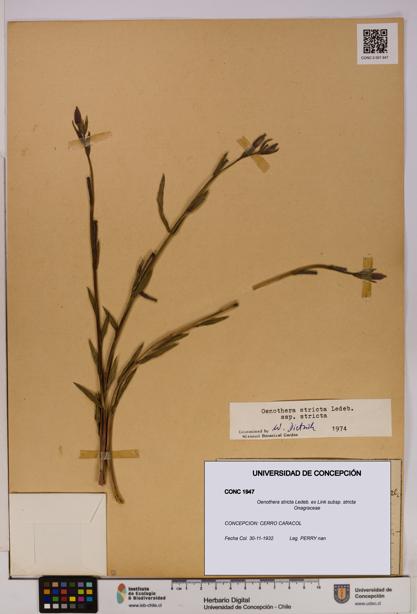 Oenothera stricta subsp. stricta [Espécimen: UDEC:CONC:0001947]