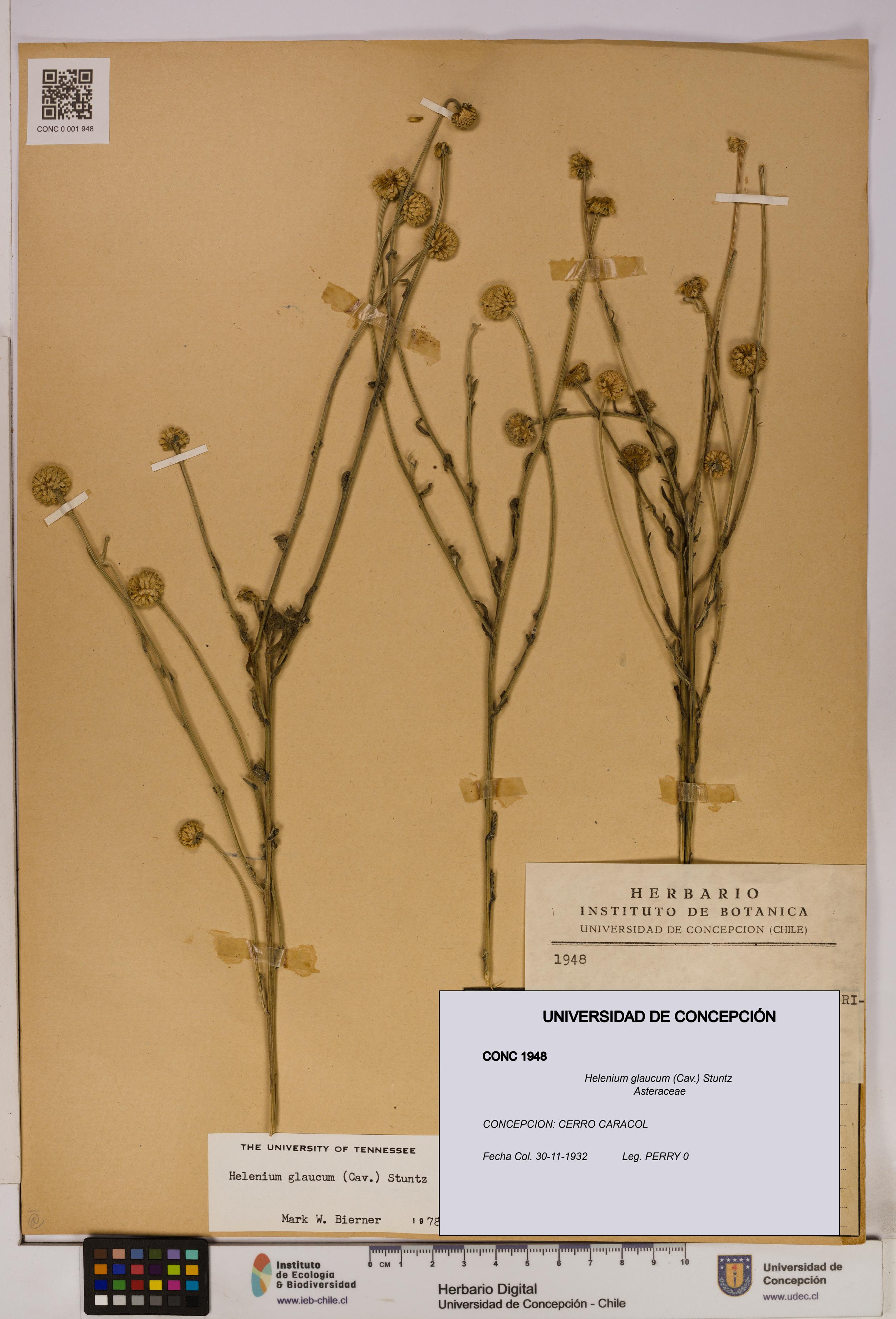 Helenium glaucum [Espécimen: UDEC:CONC:0001948]