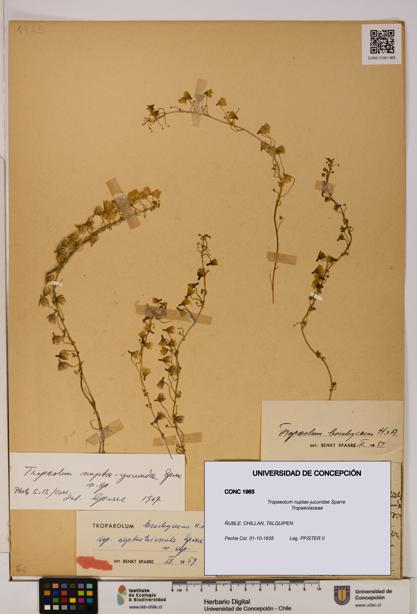 Tropaeolum nuptae-jucundae [Espécimen: UDEC:CONC:0001965]